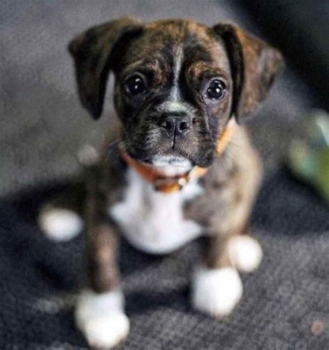 Height: 15-22 inches: Weight: 25-55 pounds: Lifespan:. . Boston terrier boxer mix puppies for sale